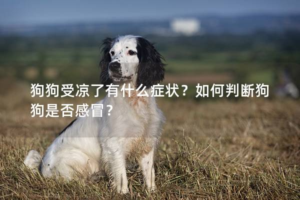 狗狗受凉了有什么症状？如何判断狗狗是否感冒？