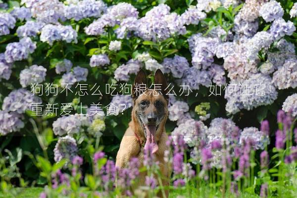 狗狗不怎么吃狗粮怎么办，如何让它重新爱上美食？