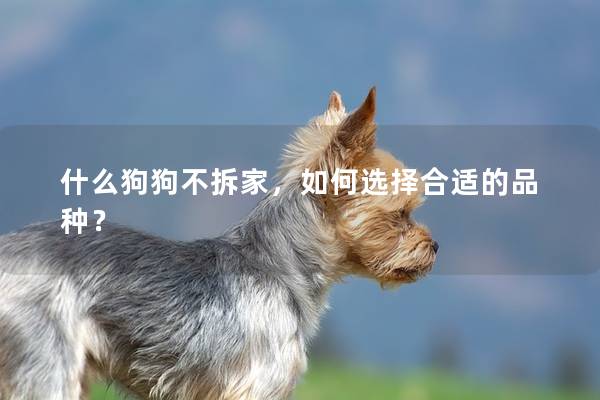 什么狗狗不拆家，如何选择合适的品种？