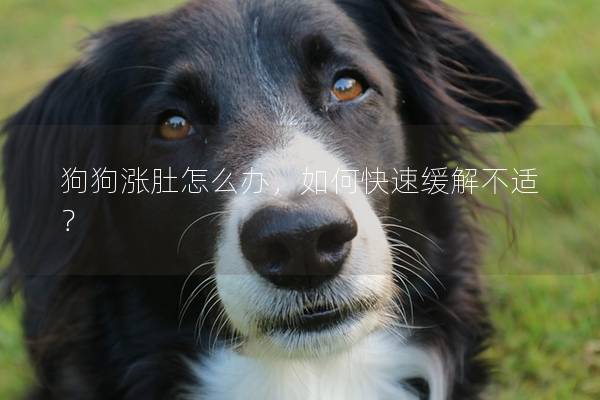 狗狗涨肚怎么办，如何快速缓解不适？
