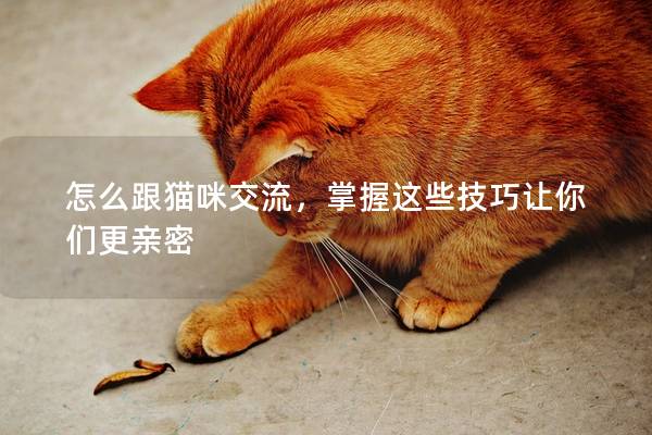 怎么跟猫咪交流，掌握这些技巧让你们更亲密
