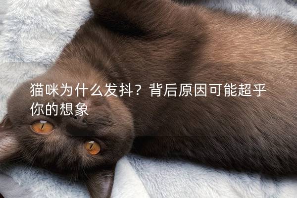 猫咪为什么发抖？背后原因可能超乎你的想象