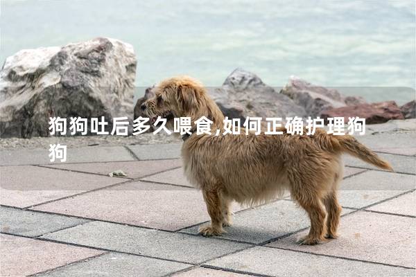 狗狗吐后多久喂食,如何正确护理狗狗