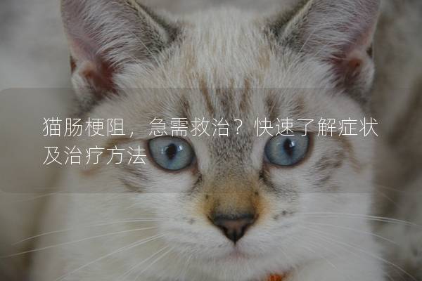猫肠梗阻，急需救治？快速了解症状及治疗方法