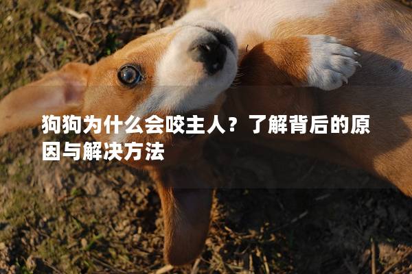 狗狗为什么会咬主人？了解背后的原因与解决方法