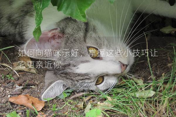 如何向猫咪示好，掌握这些小技巧让它更亲近你