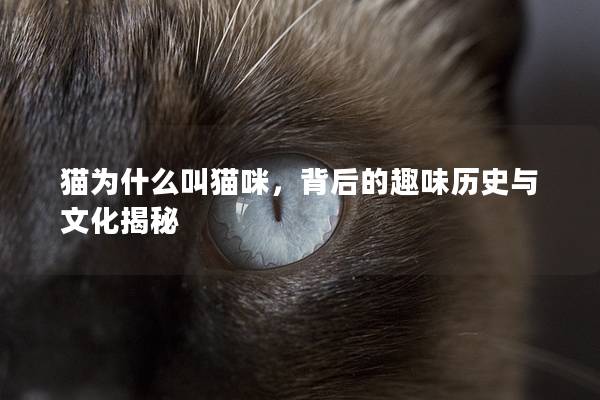 猫为什么叫猫咪，背后的趣味历史与文化揭秘