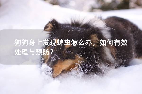 狗狗身上发现蜱虫怎么办，如何有效处理与预防？