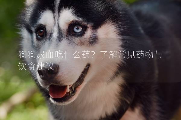 狗狗尿血吃什么药？了解常见药物与饮食建议