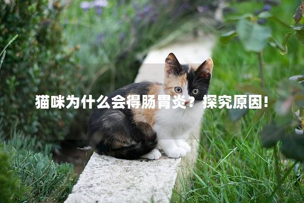 猫咪为什么会得肠胃炎？探究原因!
