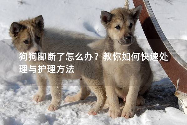 狗狗脚断了怎么办？教你如何快速处理与护理方法