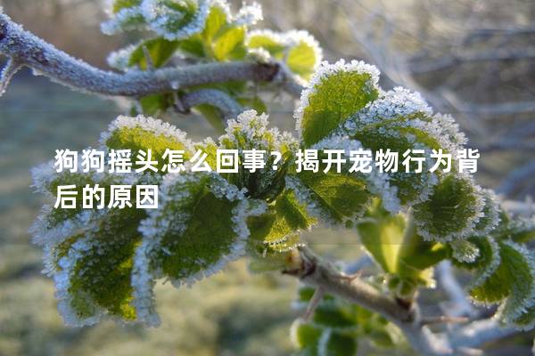 狗狗摇头怎么回事？揭开宠物行为背后的原因