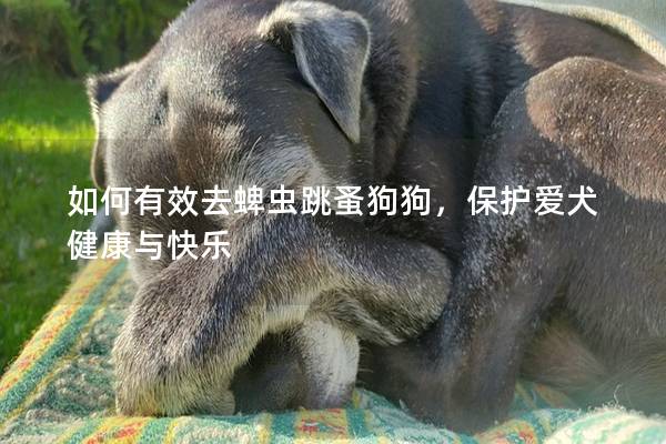 如何有效去蜱虫跳蚤狗狗，保护爱犬健康与快乐