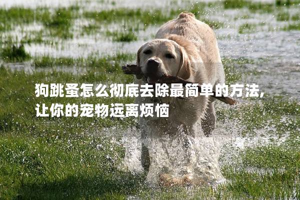 狗跳蚤怎么彻底去除最简单的方法,让你的宠物远离烦恼