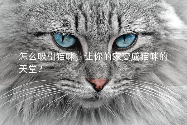 怎么吸引猫咪，让你的家变成猫咪的天堂？