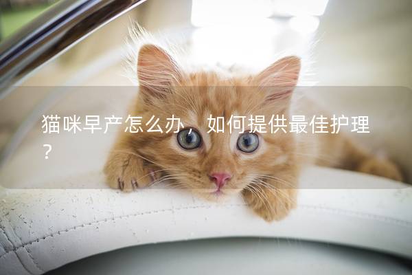 猫咪早产怎么办，如何提供最佳护理？