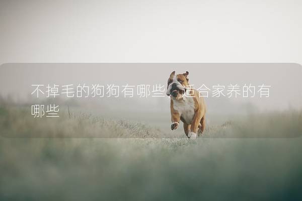 不掉毛的狗狗有哪些，适合家养的有哪些