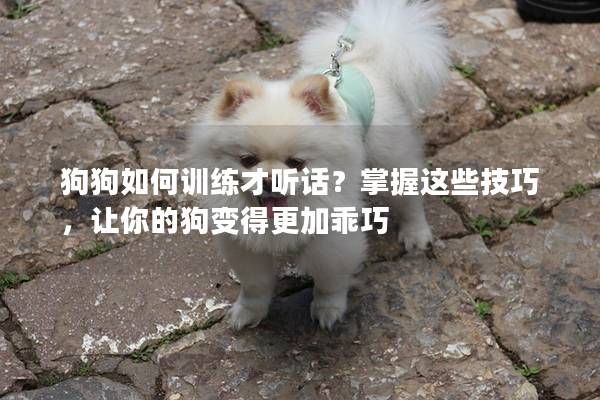 狗狗如何训练才听话？掌握这些技巧，让你的狗变得更加乖巧