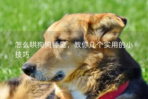 怎么哄狗狗睡觉，教你几个实用的小技巧