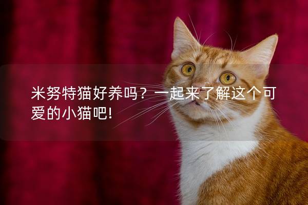 米努特猫好养吗？一起来了解这个可爱的小猫吧!