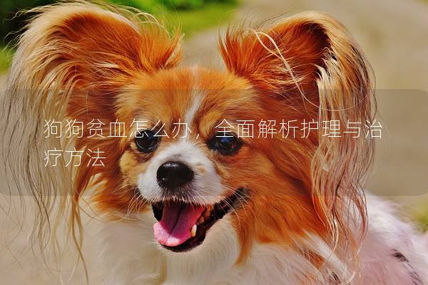 狗狗贫血怎么办，全面解析护理与治疗方法