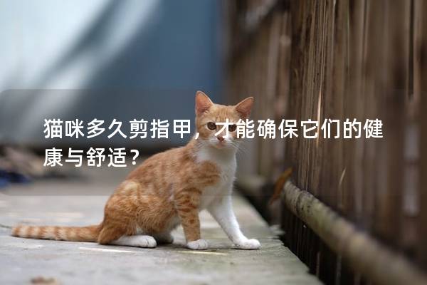猫咪多久剪指甲，才能确保它们的健康与舒适？