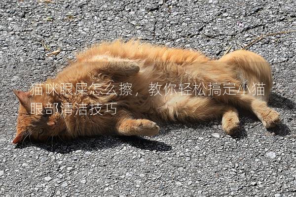 猫咪眼屎怎么擦，教你轻松搞定小猫眼部清洁技巧