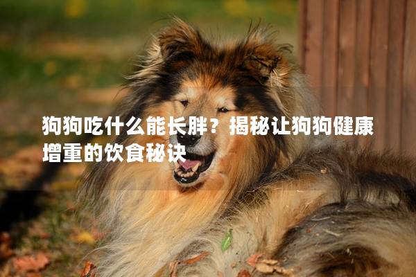 狗狗吃什么能长胖？揭秘让狗狗健康增重的饮食秘诀