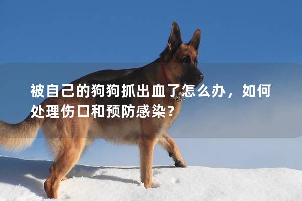 被自己的狗狗抓出血了怎么办，如何处理伤口和预防感染？