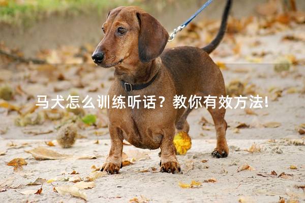 马犬怎么训练听话？教你有效方法!
