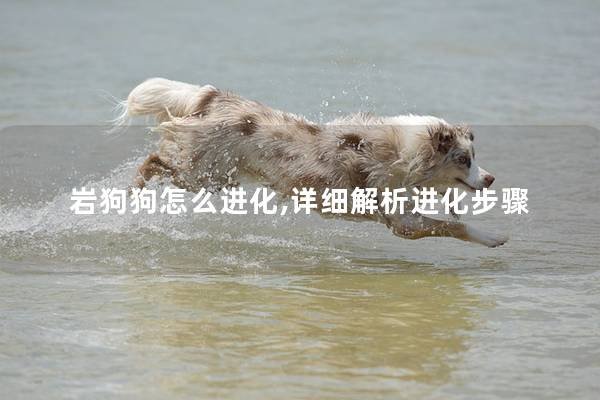 岩狗狗怎么进化,详细解析进化步骤