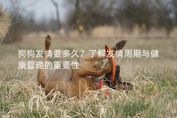 狗狗发情要多久？了解发情周期与健康管理的重要性