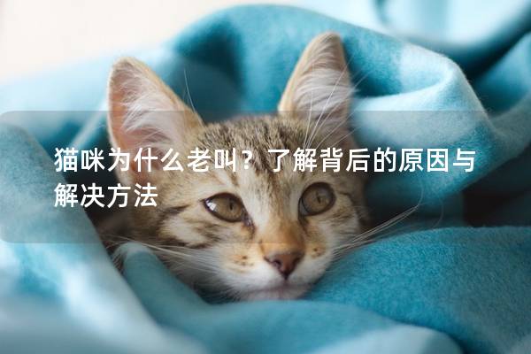 猫咪为什么老叫？了解背后的原因与解决方法