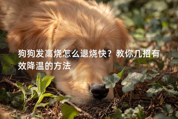 狗狗发高烧怎么退烧快？教你几招有效降温的方法
