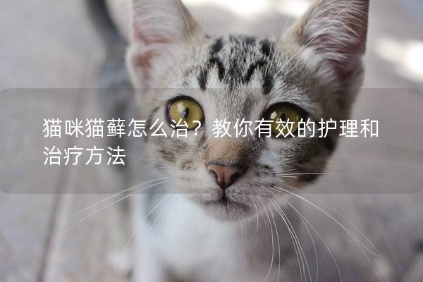 猫咪猫藓怎么治？教你有效的护理和治疗方法