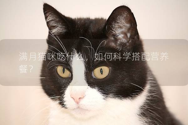 满月猫咪吃什么，如何科学搭配营养餐？