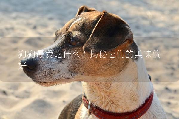 狗狗最爱吃什么？揭秘它们的美味偏好
