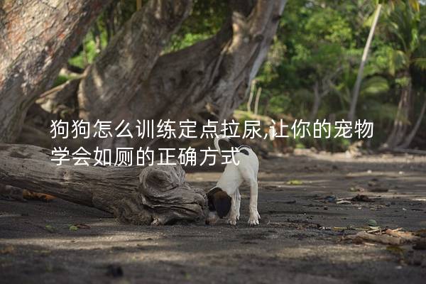 狗狗怎么训练定点拉尿,让你的宠物学会如厕的正确方式