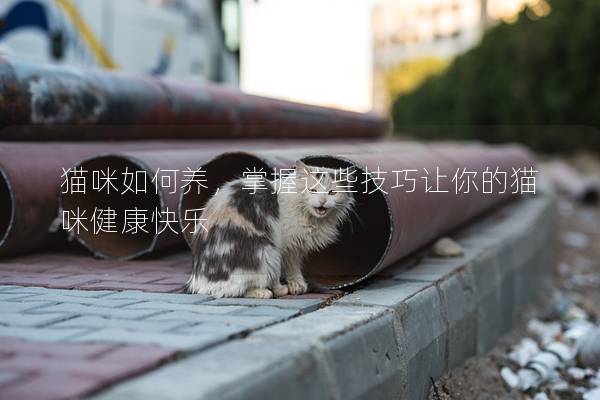 猫咪如何养，掌握这些技巧让你的猫咪健康快乐