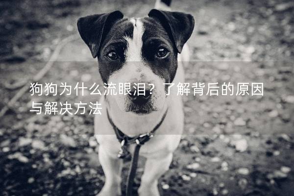 狗狗为什么流眼泪？了解背后的原因与解决方法