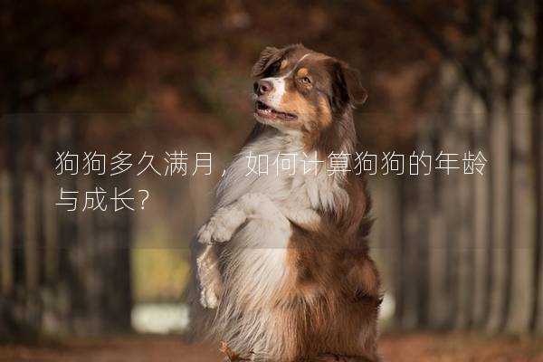 狗狗多久满月，如何计算狗狗的年龄与成长？