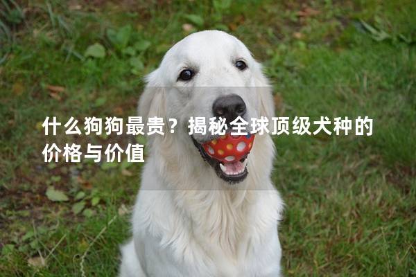 什么狗狗最贵？揭秘全球顶级犬种的价格与价值