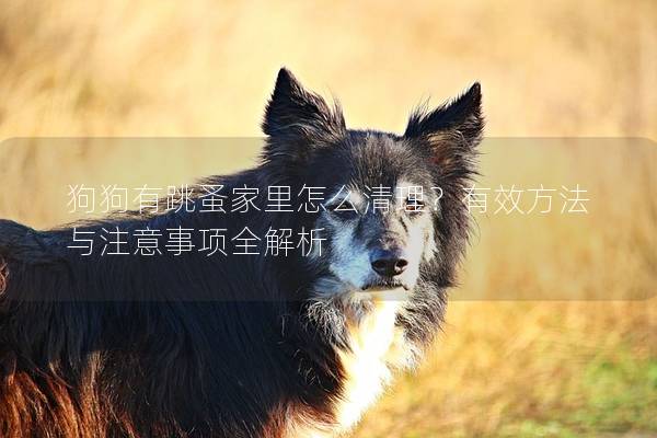 狗狗有跳蚤家里怎么清理？有效方法与注意事项全解析