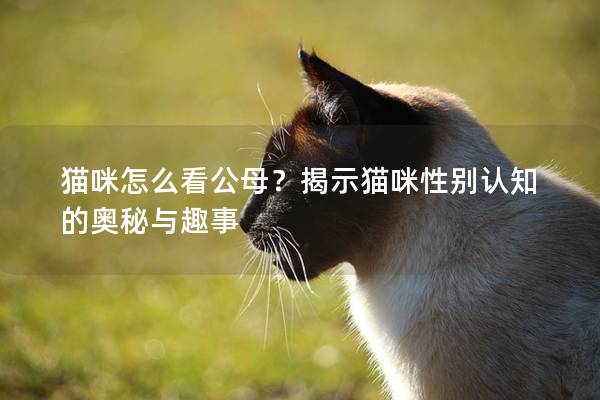 猫咪怎么看公母？揭示猫咪性别认知的奥秘与趣事