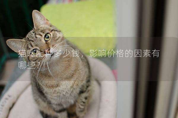 猫咪配种多少钱，影响价格的因素有哪些？