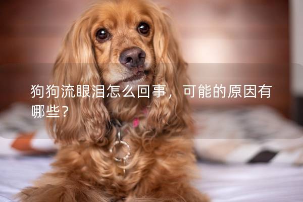 狗狗流眼泪怎么回事，可能的原因有哪些？