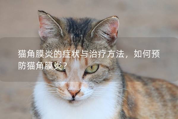 猫角膜炎的症状与治疗方法，如何预防猫角膜炎？