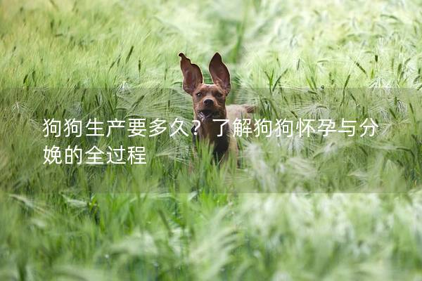 狗狗生产要多久？了解狗狗怀孕与分娩的全过程