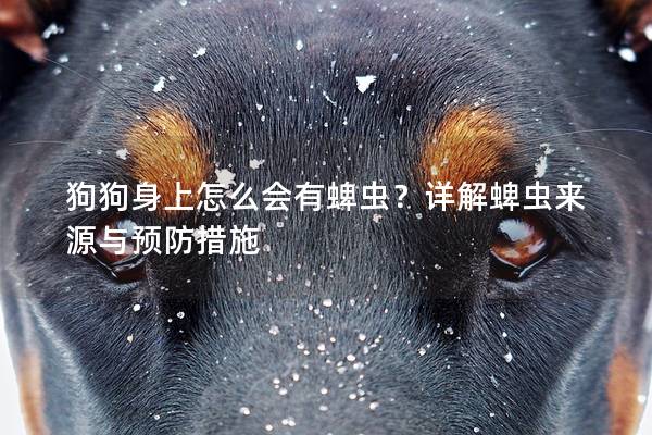 狗狗身上怎么会有蜱虫？详解蜱虫来源与预防措施