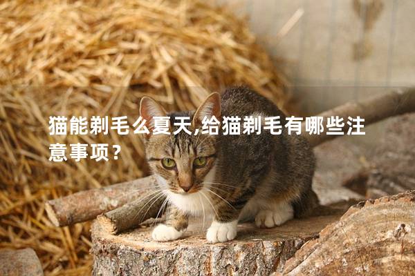 猫能剃毛么夏天,给猫剃毛有哪些注意事项？